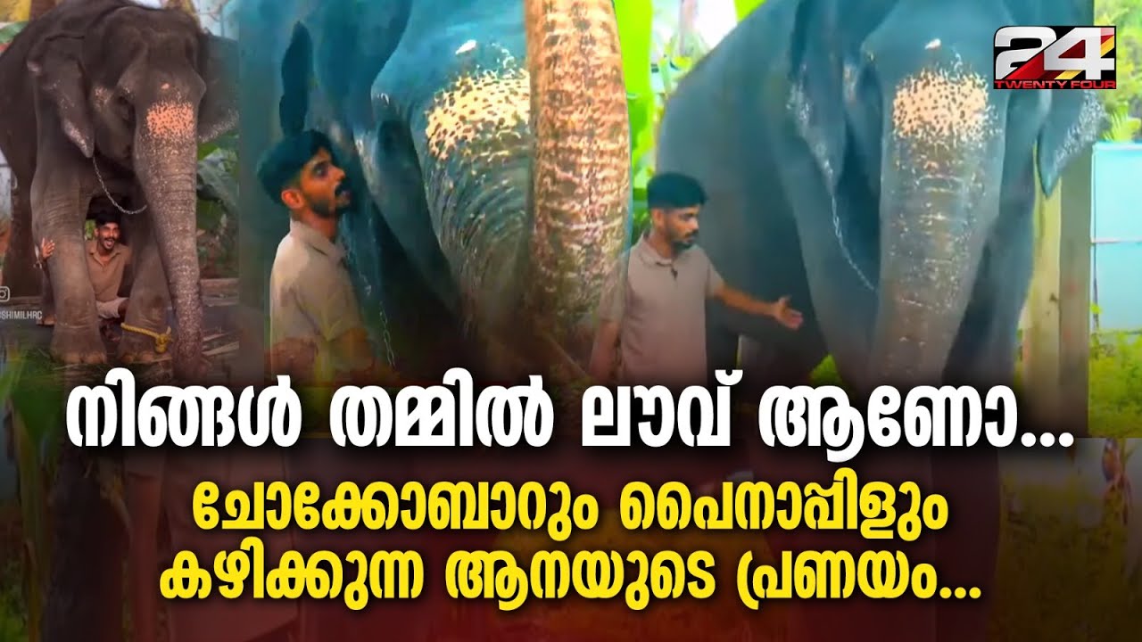 'സ്നേഹം കണ്ടാൽ കാവേരി കാമുകിയാണെന്ന് തോന്നും', ഹൃദയം നിറച്ച് ഷിമിലും കാവേരി ആനയും