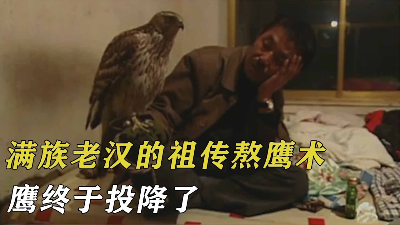 59歲滿族老漢的祖傳熬鷹術，幾天幾夜不合眼，鷹終于投降了