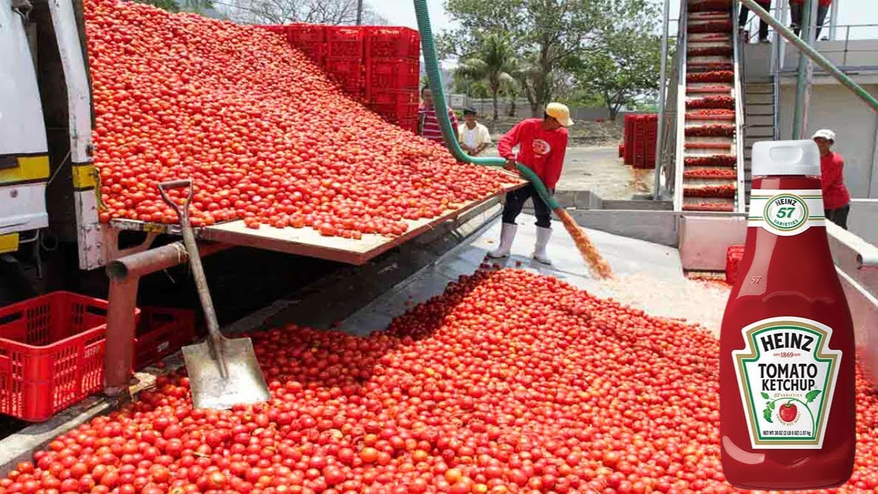 ▶️How Is Tomato Ketchup Produced? 🍅: HEINZ Factory Tour - Manufacturing Process & Production