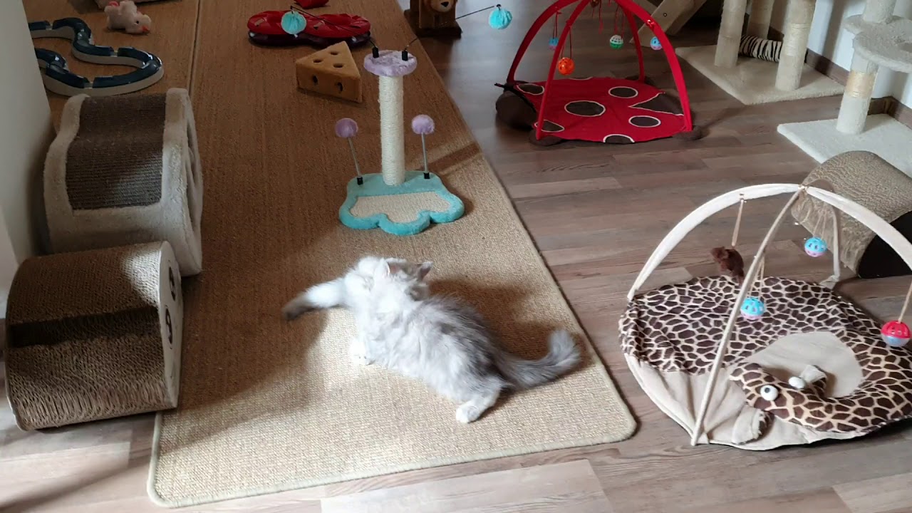 Perser Chinchilla - Mutti Luna