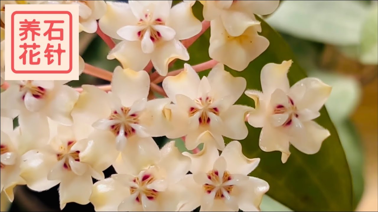球兰开花：椭圆球兰(龟背球兰) Hoya elliptica bloom