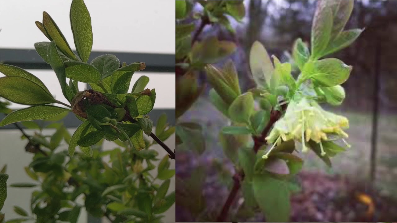 Yezberry Haskap Plants can Survive in the Snow