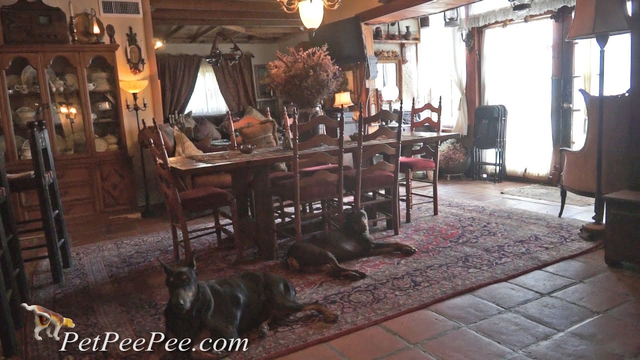 Dealing with Pets & Oriental rug | PetPeePee Service