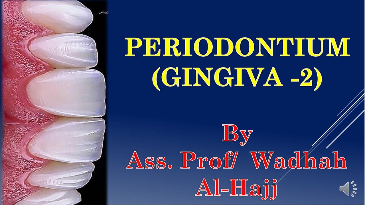 3- Periodontium – 1  (Gingiva -2) -  Dr Wadhah Periodontology lectures. د/ وضاح الحاج