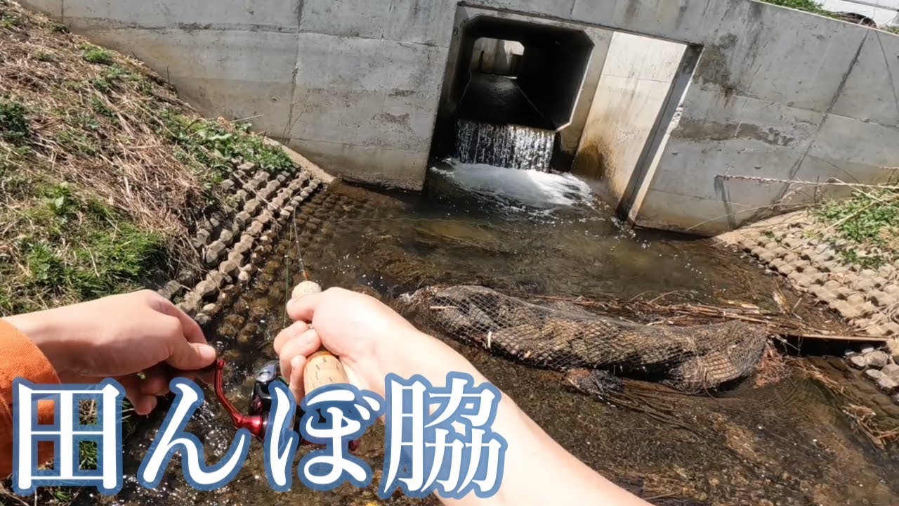 連休の大物は水路でいかが？