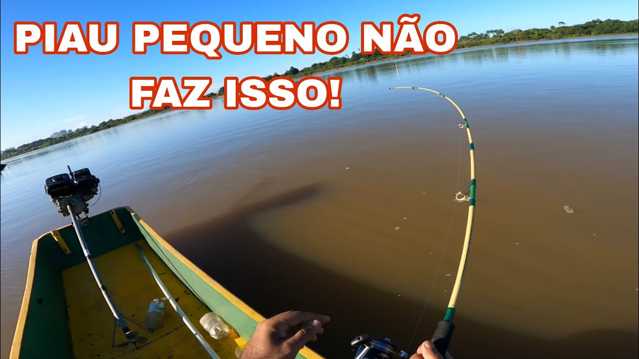 Piau GIGANTE enverga a vara e sobe na FLOR D