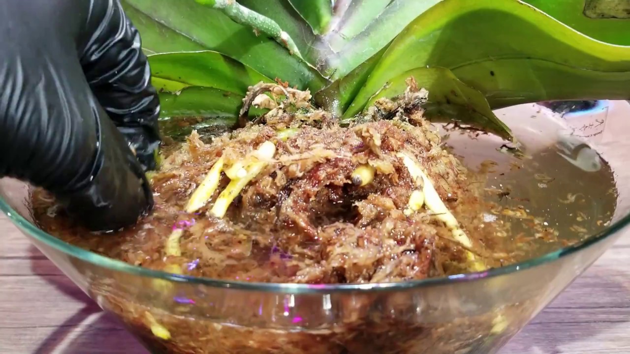 Phalaenopsis Mealybug Infestation Rescue! Yellow and Rotten Orchid Roots