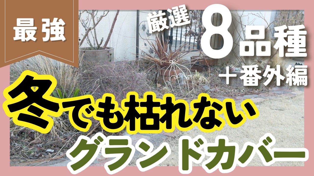 ずぼらさんでもできる手間なし庭づくり❗️寒さに強い常緑のグランドカバーおすすめ8品種を紹介🌱植えるなら春と秋が最適！