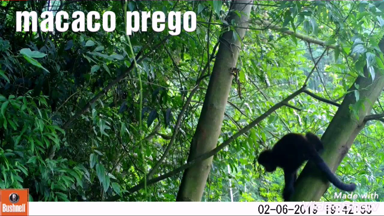 Alguns animais da fauna do Rio Grande do Sul.