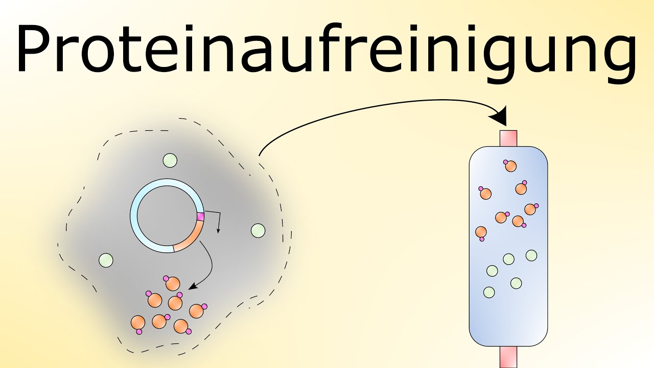 Proteinaufreinigung
