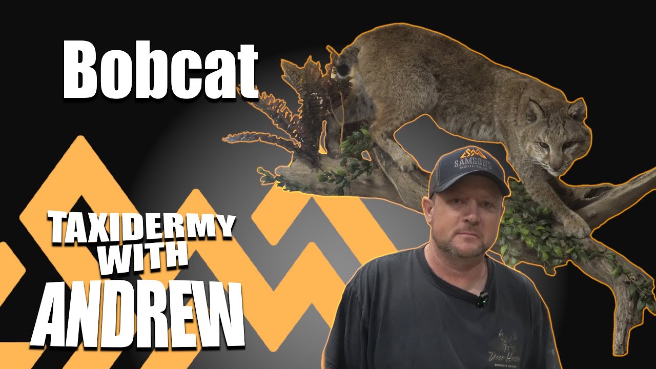 Taxidermy with Andrew  - Bobcat