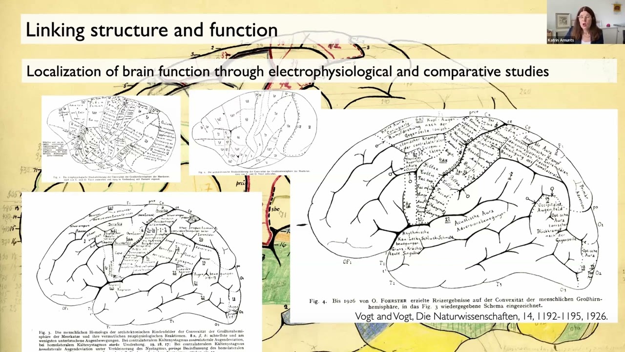 The multilevel human brain atlas in EBRAINS - an overview