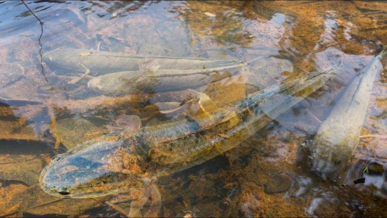 Fish in Rural areas and Nature that Villagers find most Popular​ 🐋🦀🐠