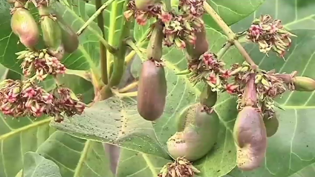 Côte d'ivoire, HAUSSE DE LA PRODUCTION D'ANACARDE