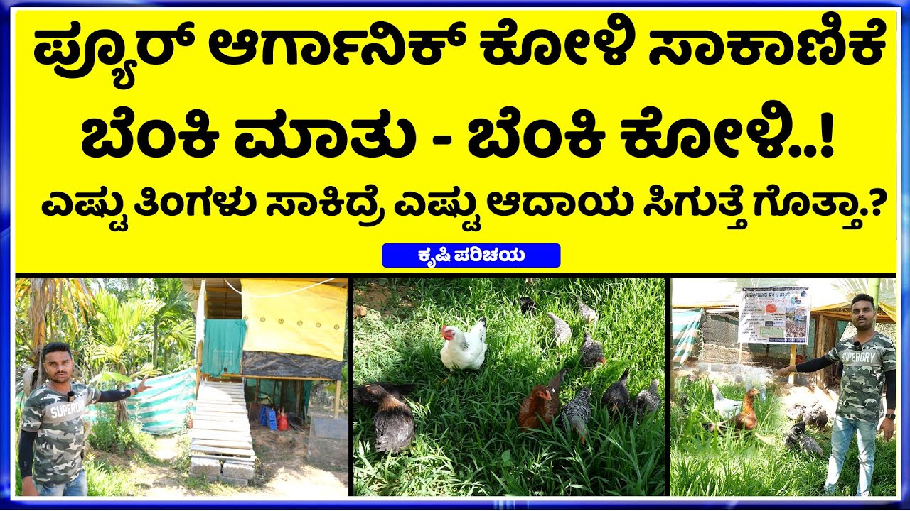 EP-1 Call-8553399008 || ಕೋಳಿ ಸಾಕಾಣಿಕೆಯಲ್ಲಿ ಮಾಸ್ಟರ್ ಮೈಂಡ್ ಚಿಕ್ಕ ವಯಸ್ಸಿಗೆ ಅನುಭವದ ಮಾತು  ||