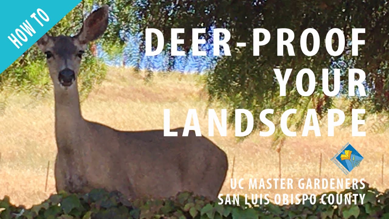 How to Deer-Proof your Landscape