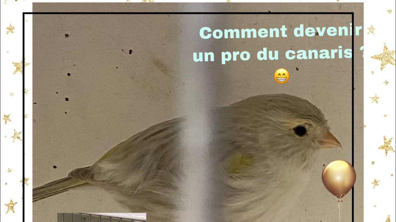 Comment débuter dans l’élevage de canaris ? De A a Z