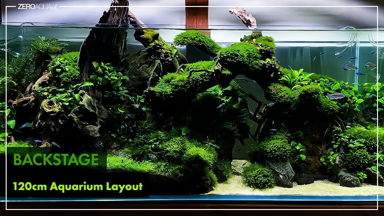 120cm水槽 舞台裏と1ヶ月後の様子 /アクアリウム/aquarium/120cm/vlog/