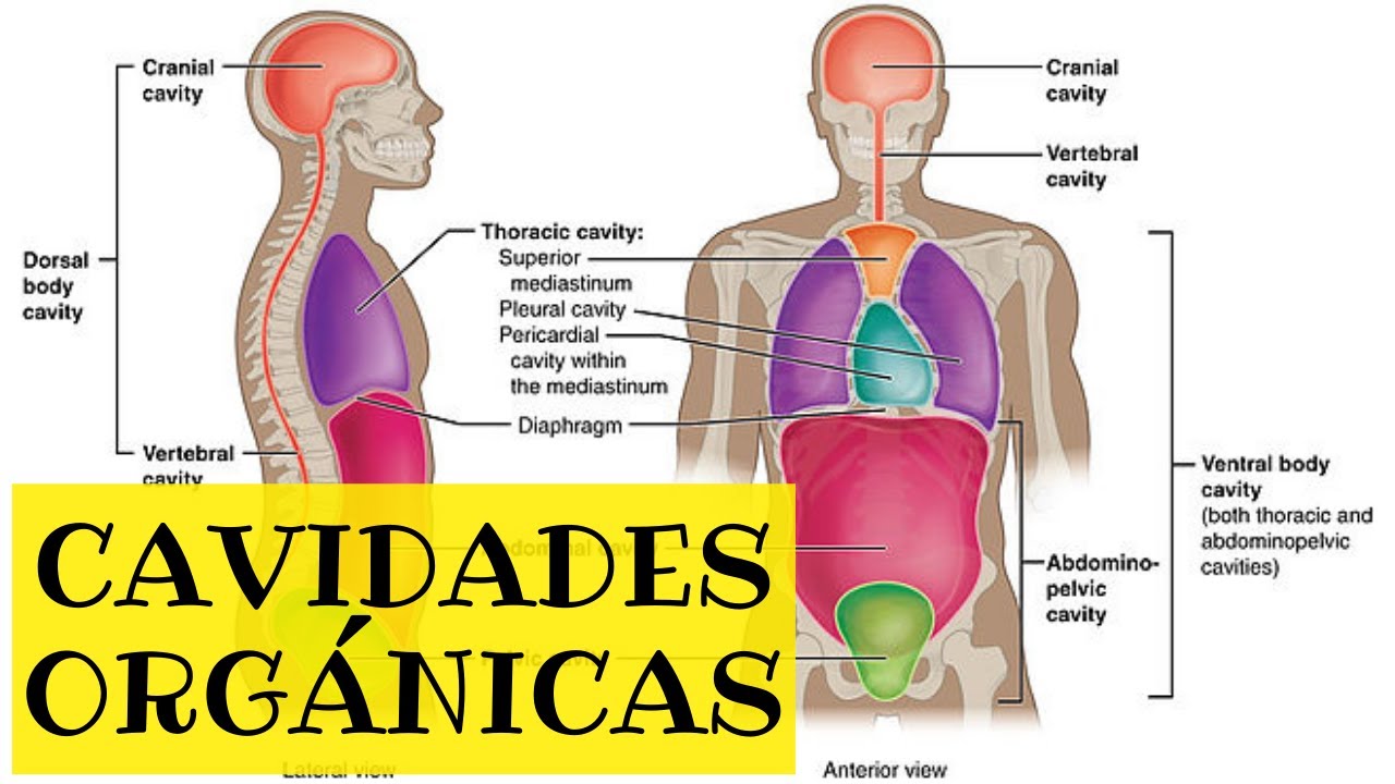 Cavidades org&aacute;nicas | Biolog&iacute;a