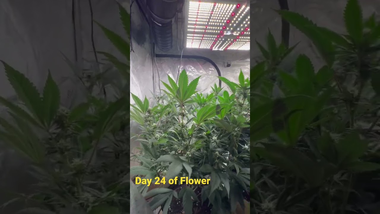 Day 24 of flower #grow #growchannel #growyoutube #howto #medicalcannabis #plants