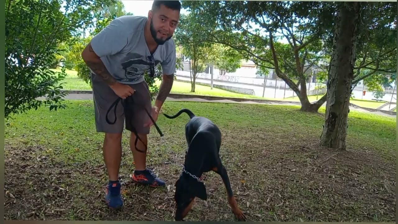 Como usar o enforcador no seu cão do modo correto???