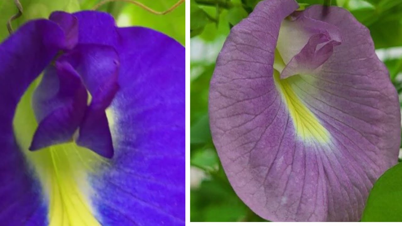 How To Grow Aparajita Plant From Seed To Flower #Aparajita #Clitoria ternatea #Butterfly Pea