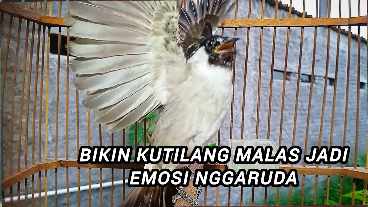 Kutilang Gacor Nggaruda isian AHLINYA Bikin kutilang EMOSI ikut NGGARUDA SEKETIKA