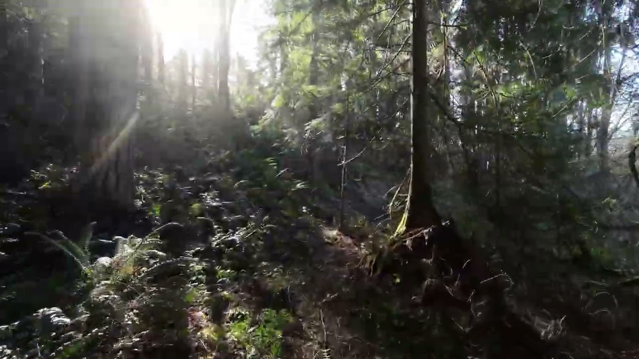 Drone tour of the forest at 5662 Center Road, Chimacum
