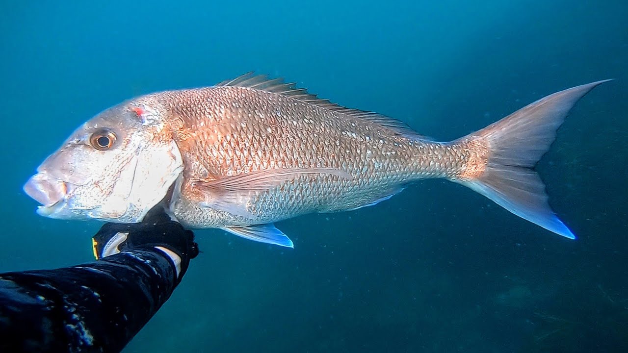 SOLO Spearfishing | Snapper and Crayfish