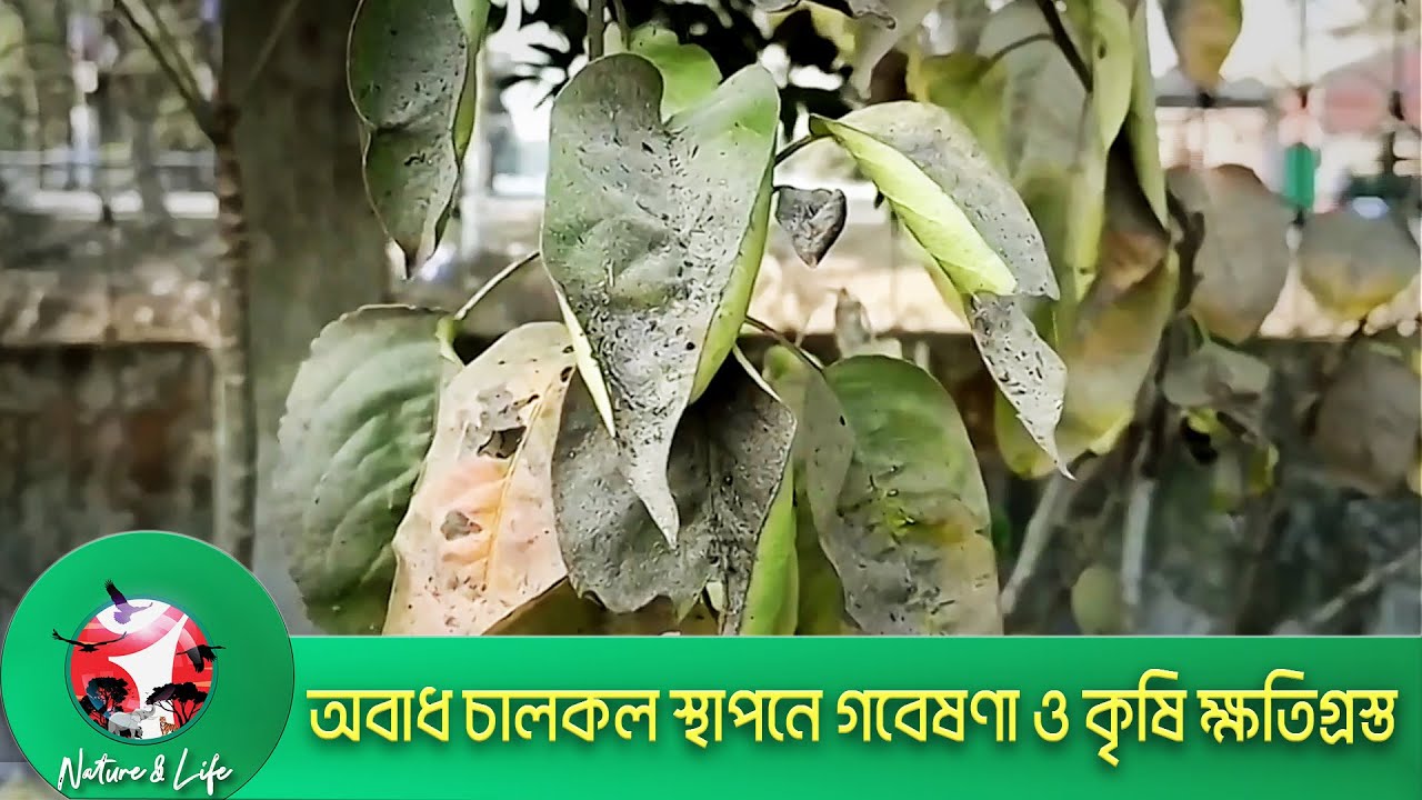 চালকলের ধোঁয়ায় বিপর্যস্ত দিনাজপুরের পরিবেশ || Nature & Life