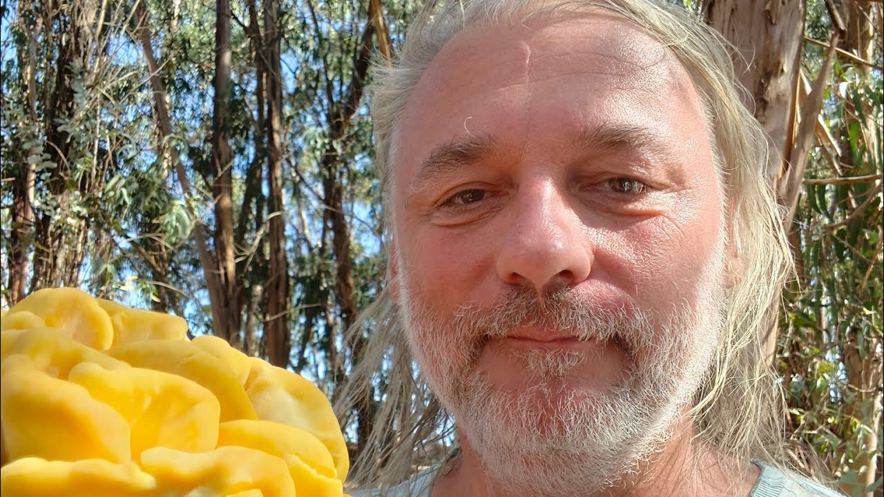 Chicken of the woods (Laetiporus sulphureus) on eucaliptus trees