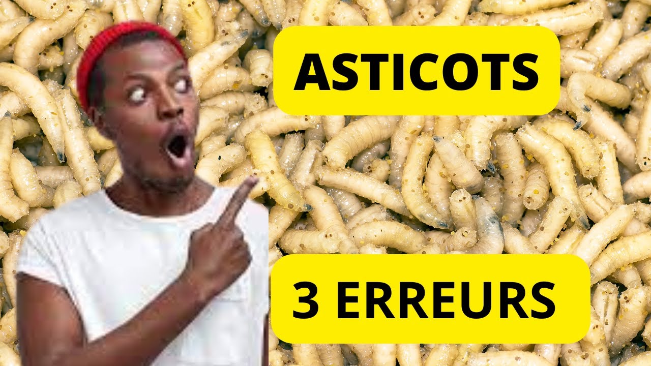 3 ERREURS A NE PAS COMMETTRE EN ELEVAGE DES MOUCHES SOLDATS NOIRES #asticots,#produireasticots