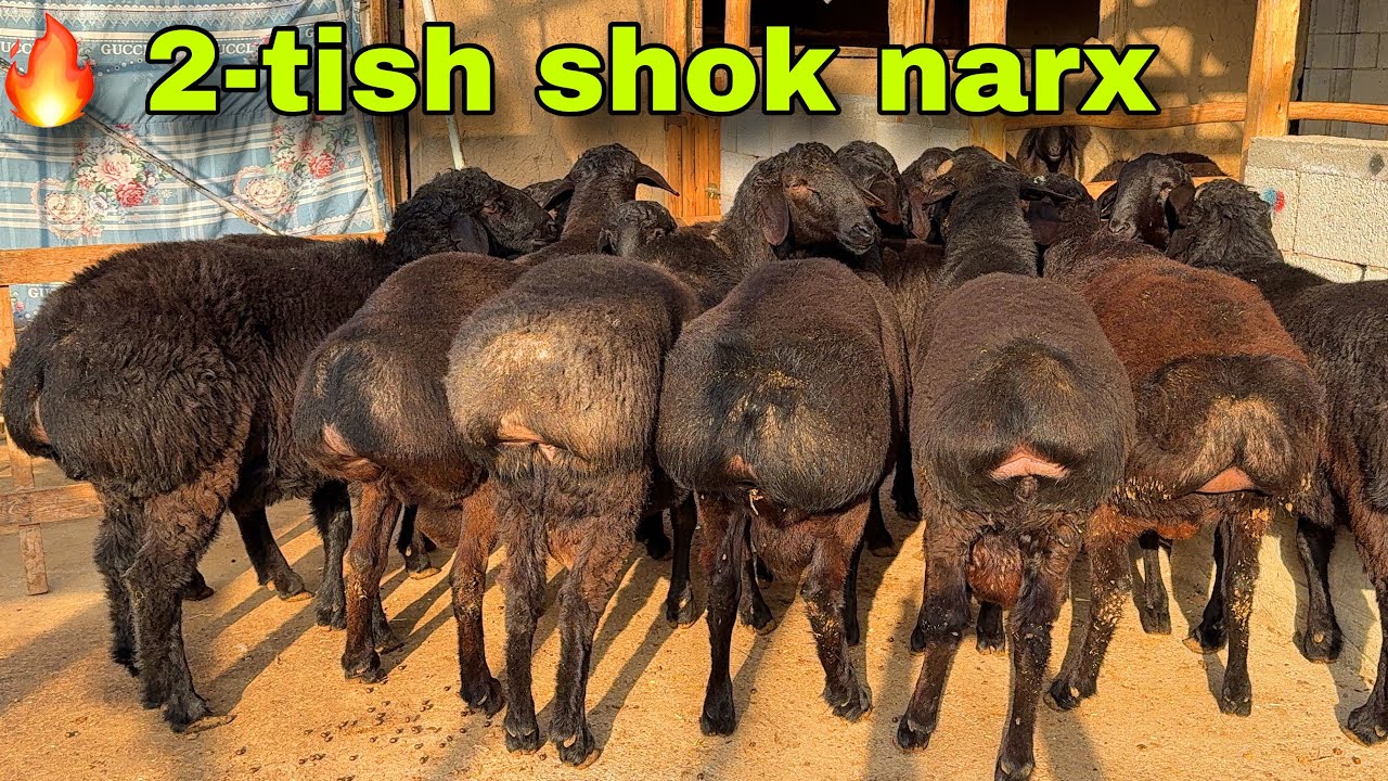 2-TISH QO‘CHQORLAR 🐏3.8 MLNDAN BAXTIYOR AKADAN SHOK NARX! 🚨