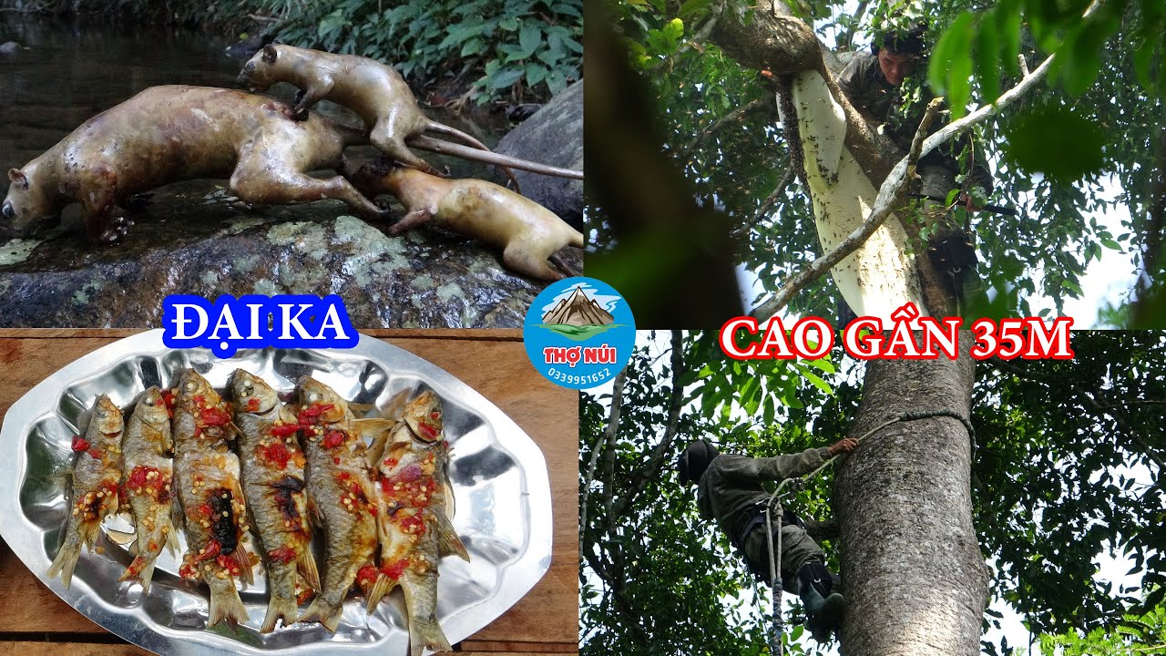 KHAI THÁC MẬT ONG RỪNG & ĐI SĂN CHỒN ĐÊM, CUỘC SỐNG TRONG RỪNG - RỪNG LỚN - T32