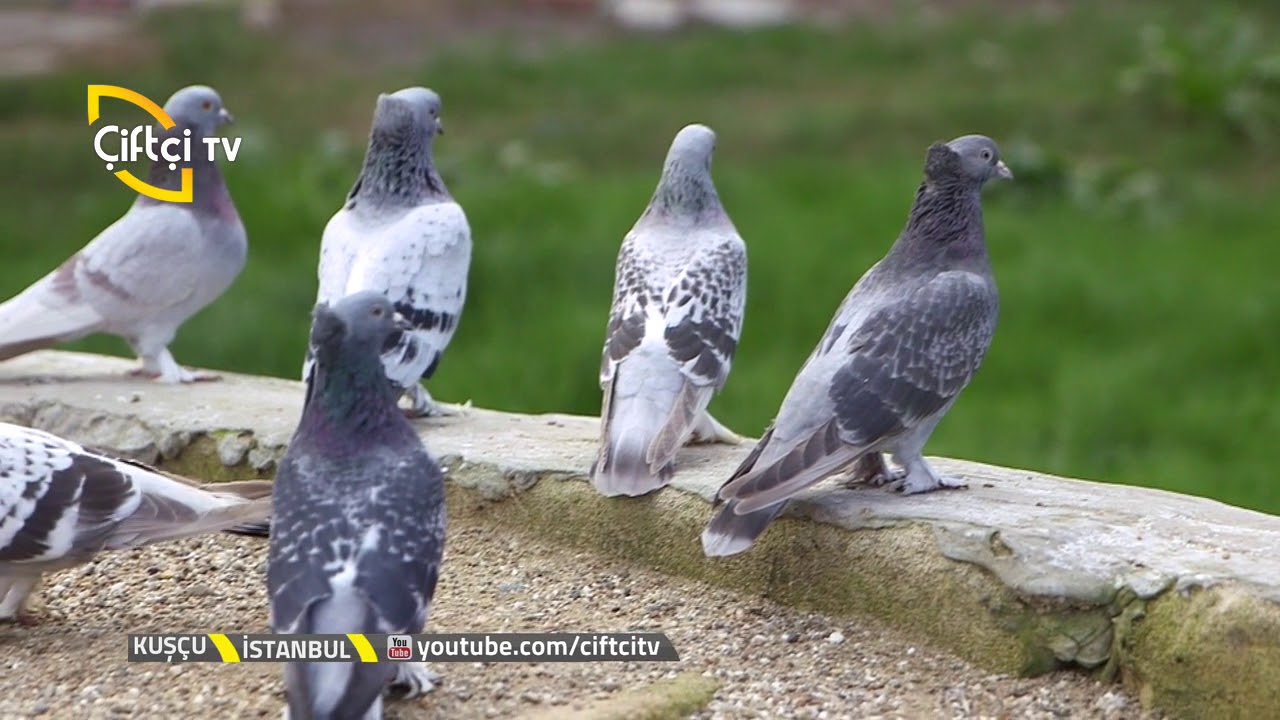 Kuşçu - Oyun Kuşu Yetiştiriciliğinde Bilinmesi Gerekenler.