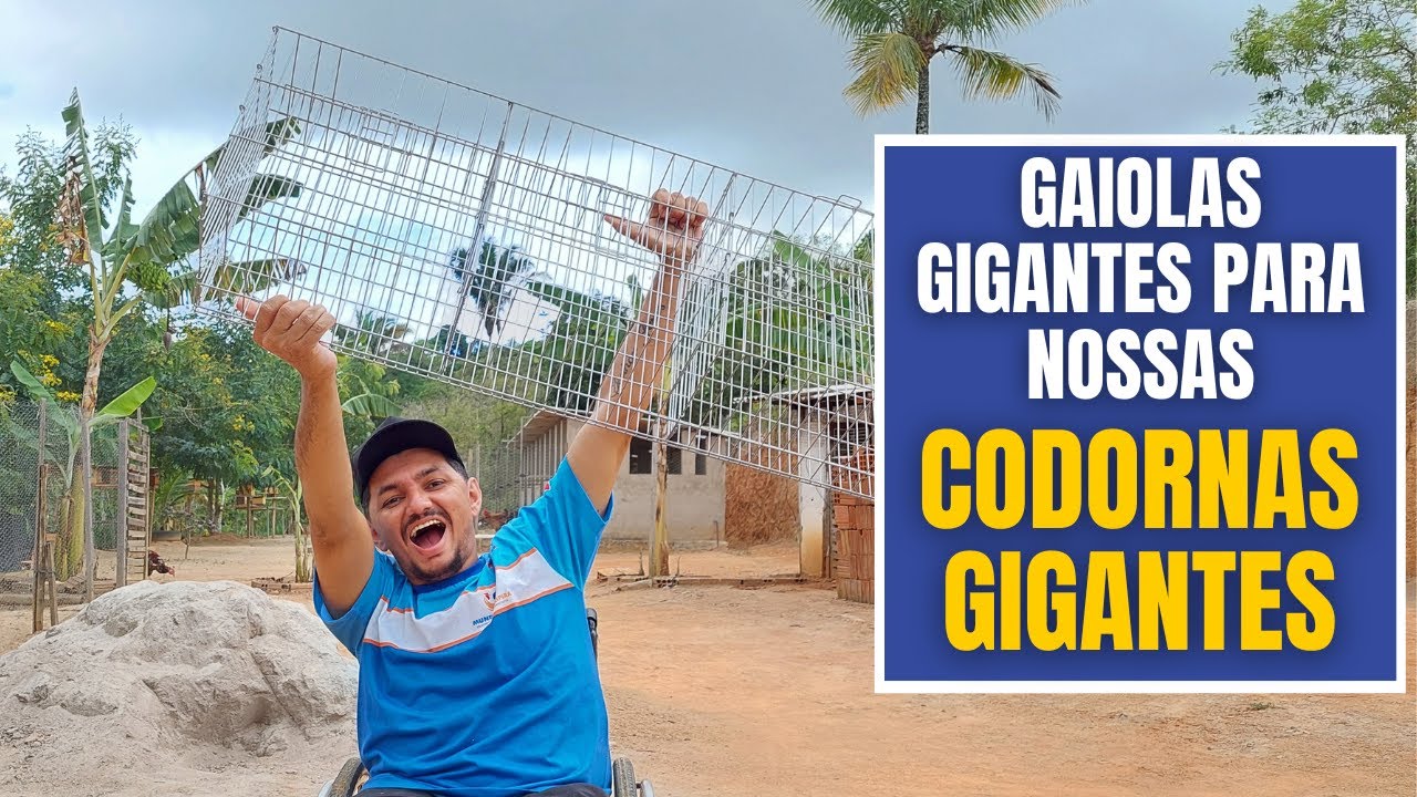 CHEGARAM AS GAIOLAS PARA AS CODORNAS GIGANTES