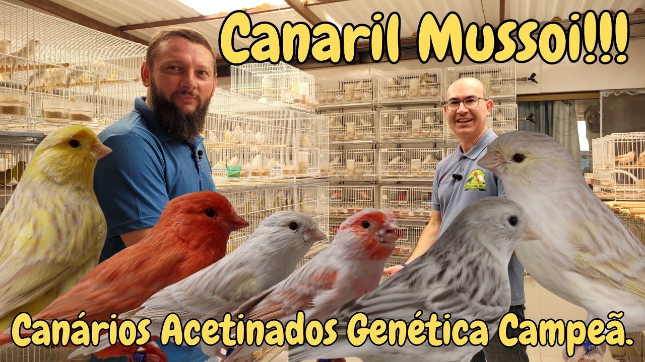 CANARIL MUSSOI ESPECIALISTA EM ACETINADOS!!!