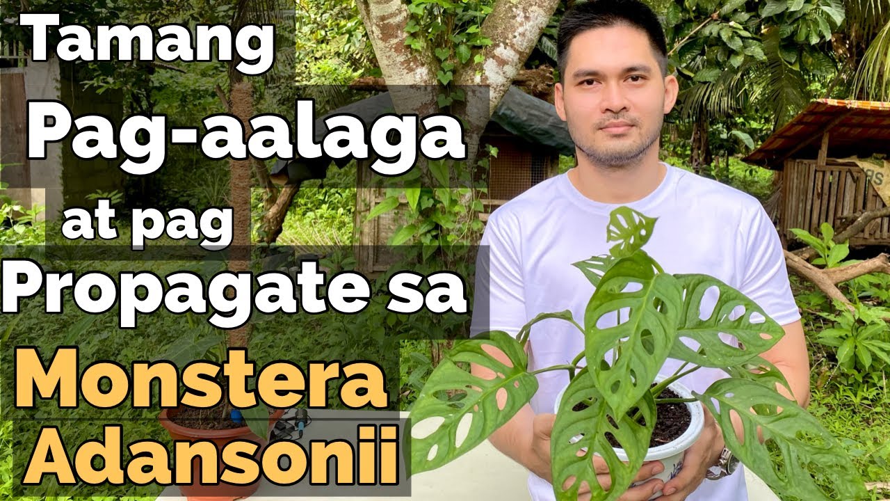 HOW TO PROPAGATE & CARE FOR MONSTERA ADANSONII | MONSTERA ADANSONII CARE TIPS & PROPAGATION