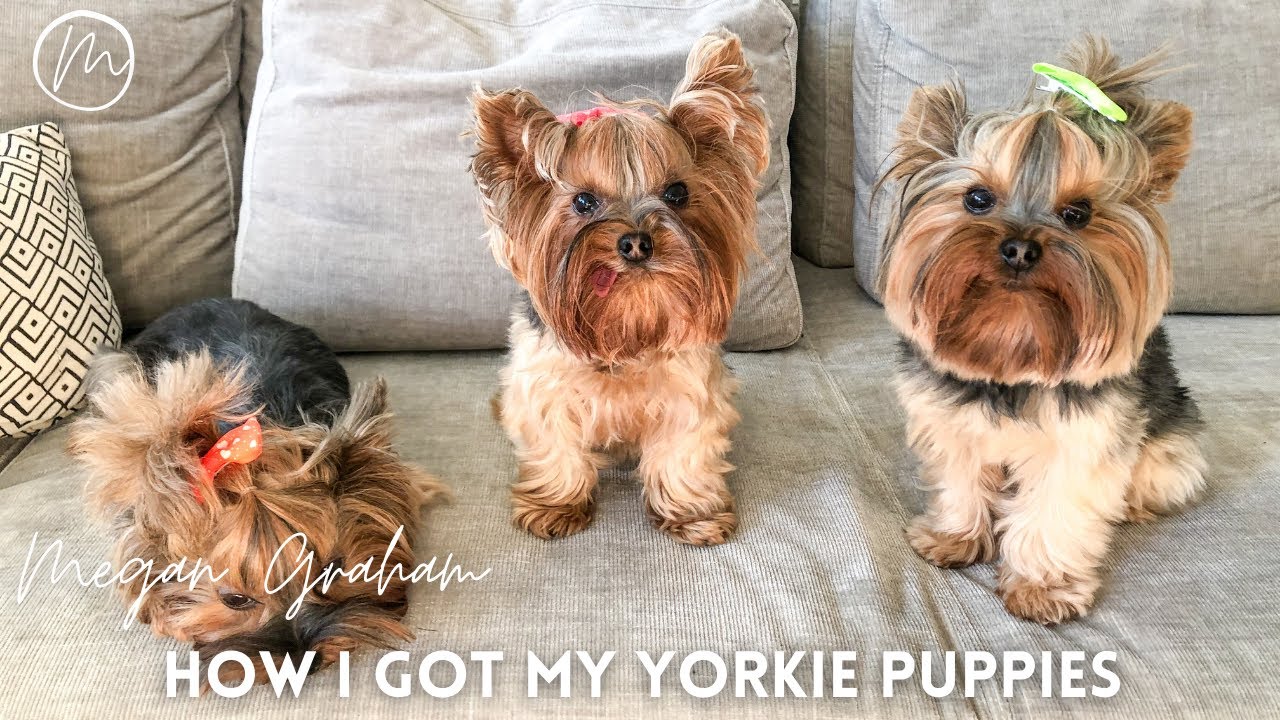 Yorkie Storytime | How I got my Yorkie Puppies
