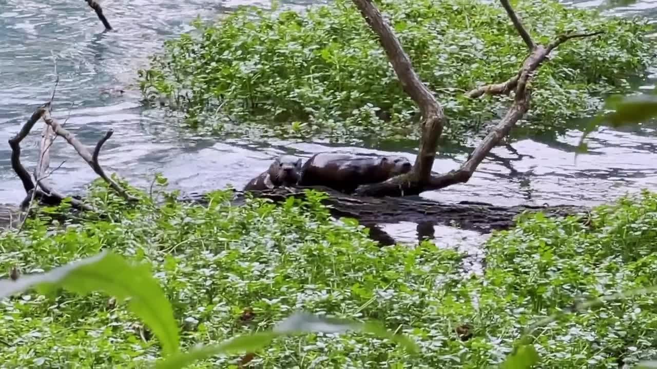 North American River Otter on the comeback in Missouri
