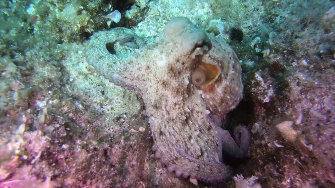 Mesmerizing Octopus