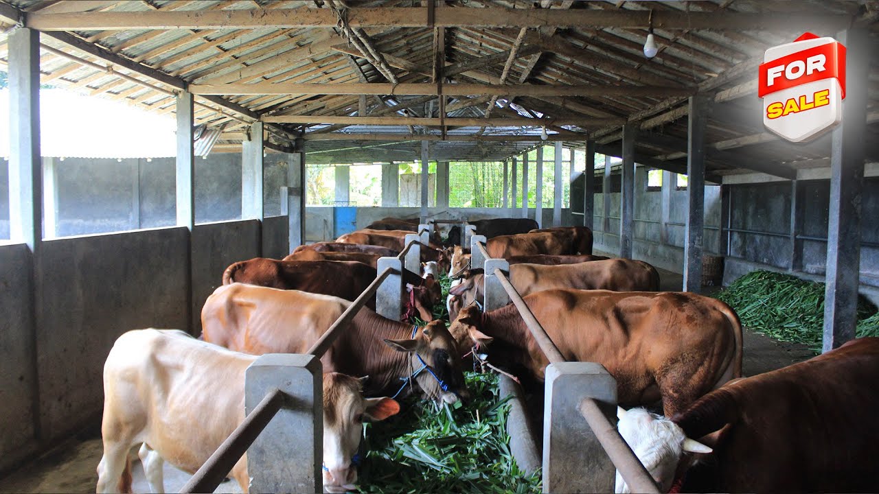 💎 SAPI BAGUS, HARGA MURAH KUALITAS JUARA‼️