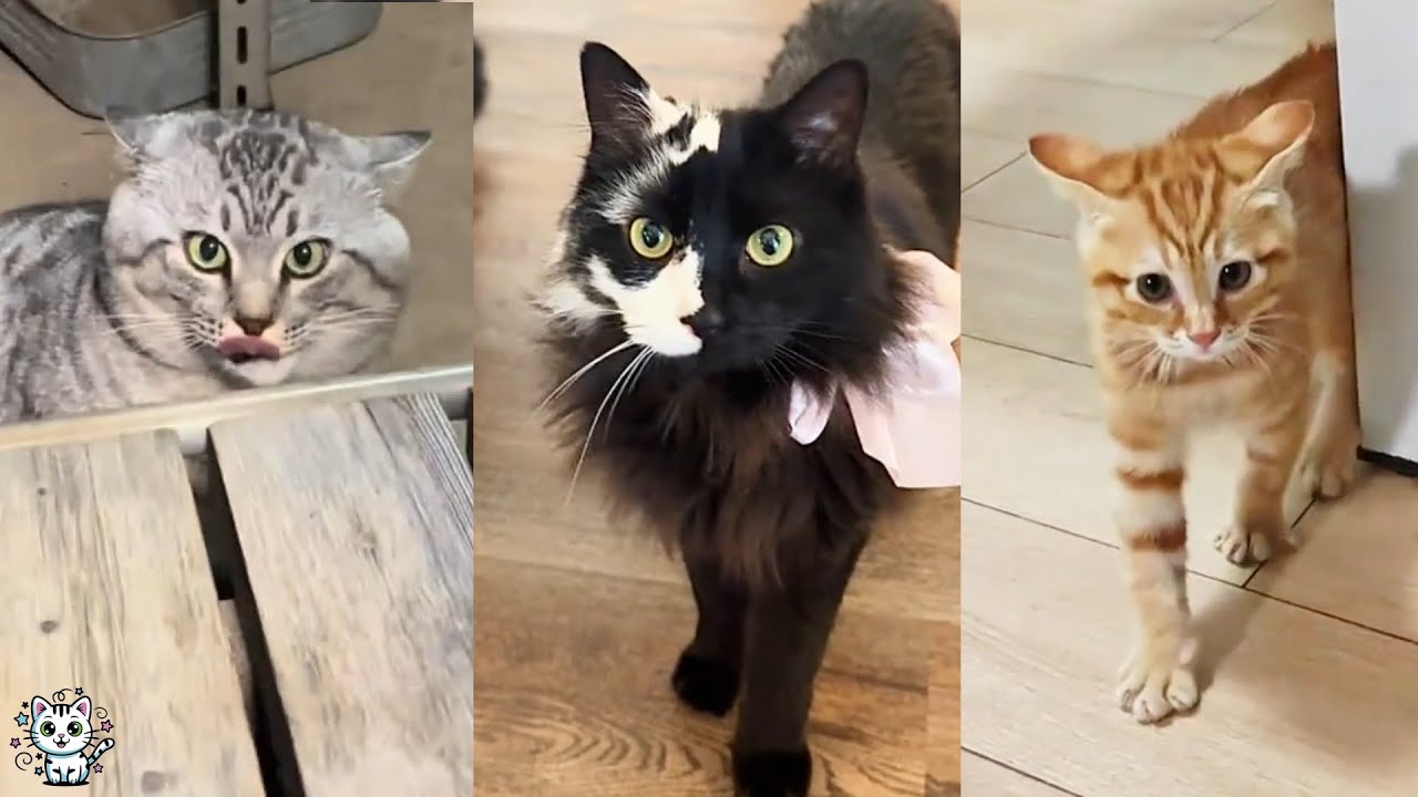 Самые интересные кошки декабря 2025 года 😽 Забавная подборка кошек #кошки #котята