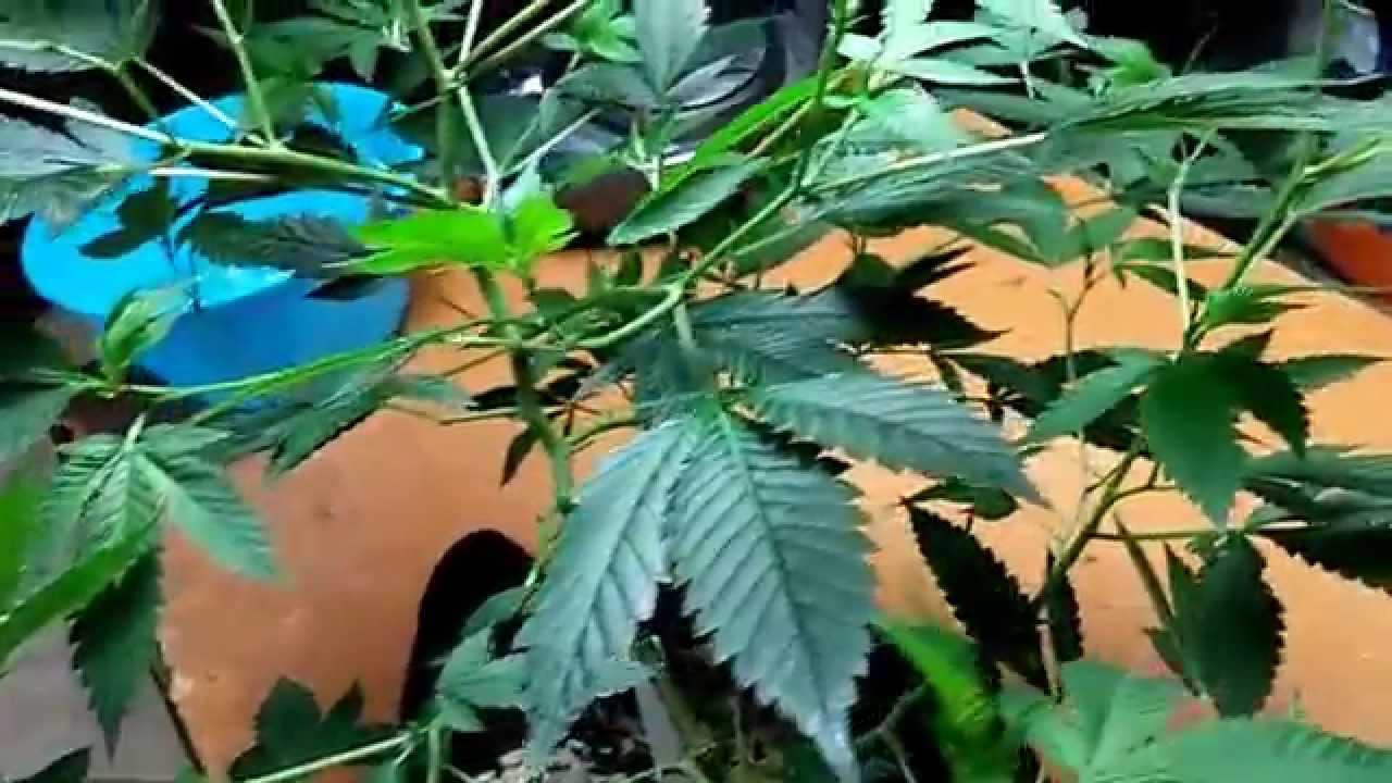 How To Grow Short Bushy Marijuana  Plants Without PGR'S- Supercropping
