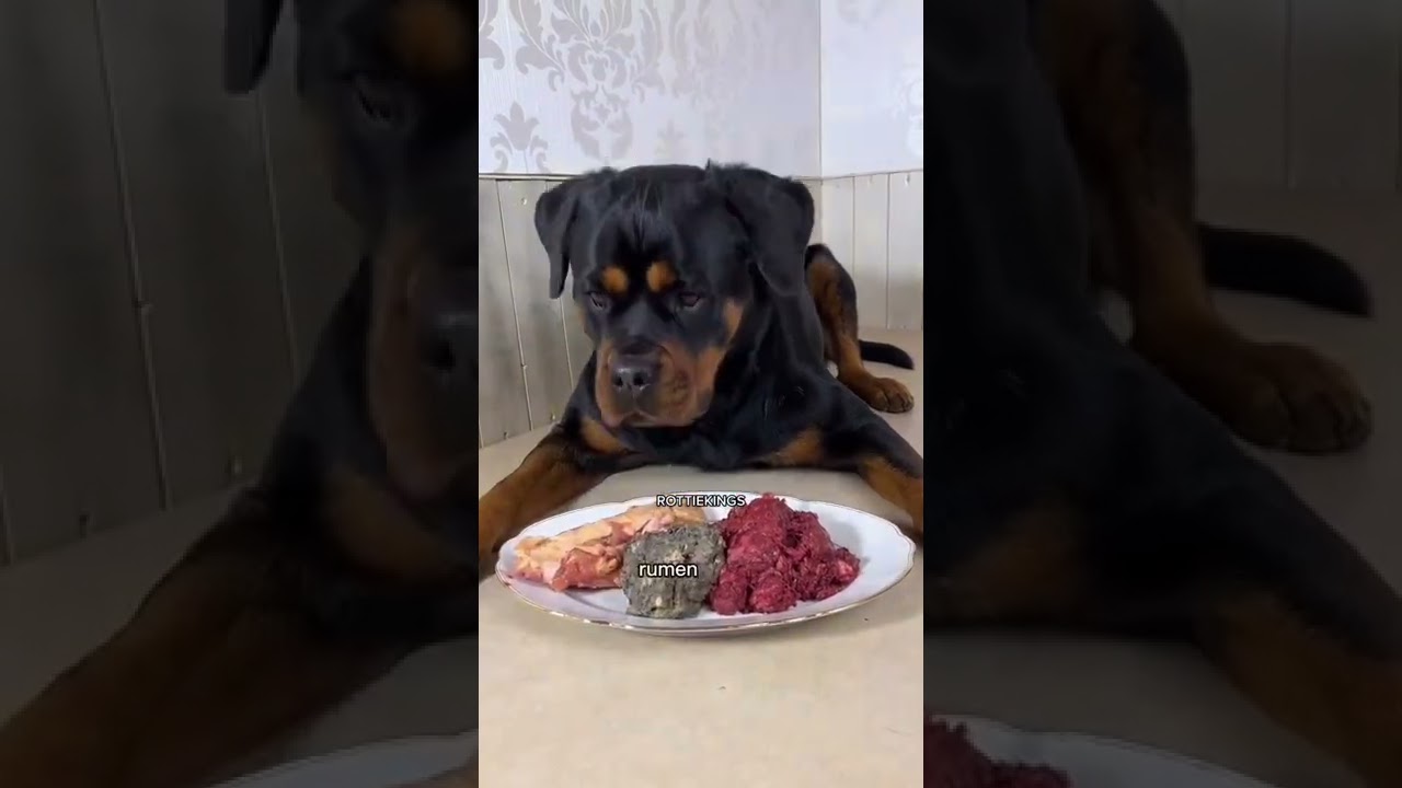 Rottweiler Raw Food