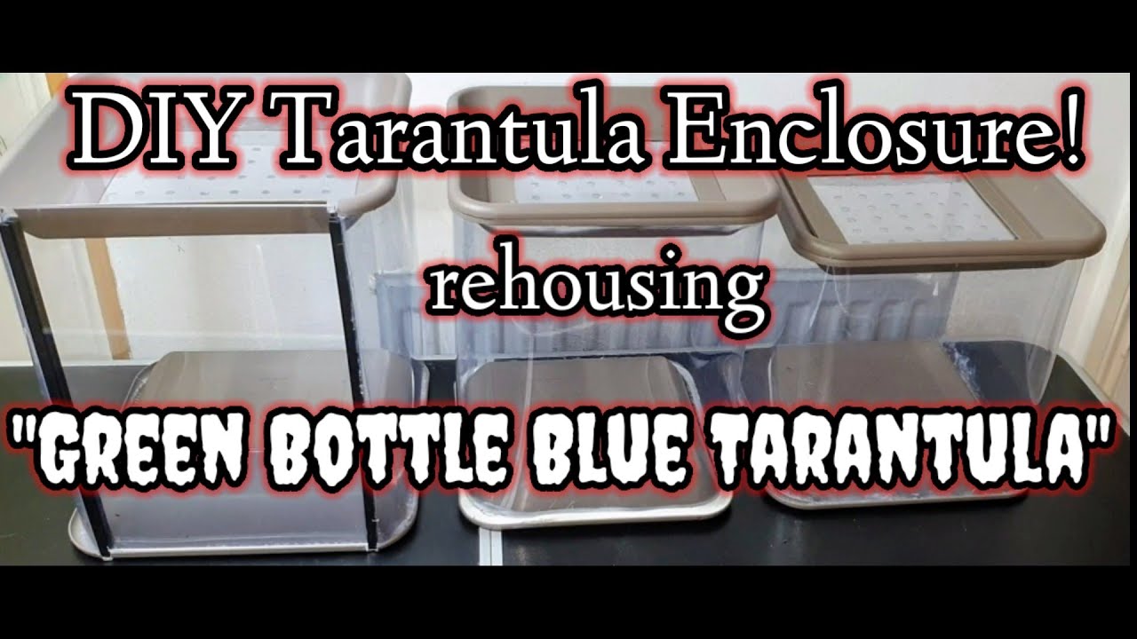 DIY Tarantula Enclosure 