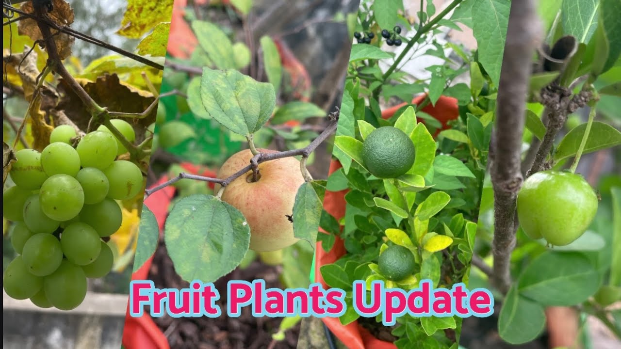 🔥🤩பழச்செடிகள் update our Terrace garden |#terracegarden #starfruit#grape #reddiamondguava