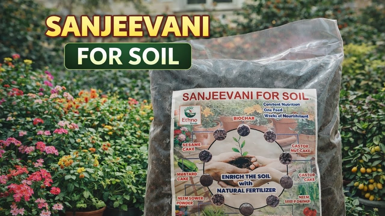 Sanjeevani for soil.Best Soil Booster for Terrace garden #terrcegarden #indoorplants #ytshorts 