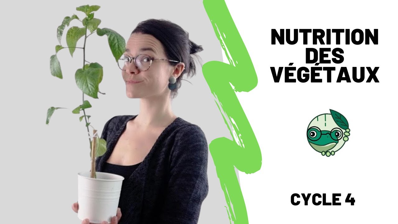 La nutrition des végétaux - 3ème - Madame SVT