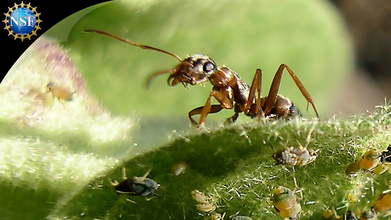 Leaf-Cutter Ant Society | Science Nation